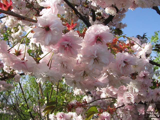 Prunus serrulata - japanska trešnja